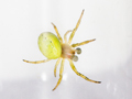 Araniella opisthographa